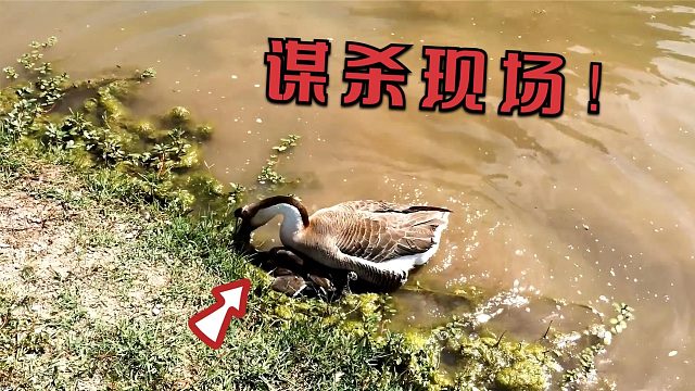 河边发现一只鬼鬼祟祟的鹅，本以为它在喝水，走近一看情况不对！