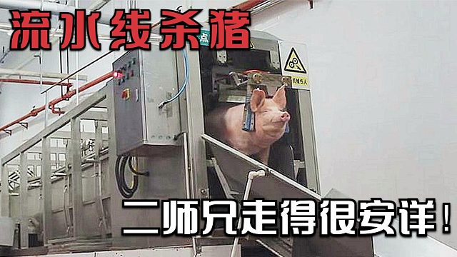 流水线杀猪，二师兄面带微笑走得很安详，网友：太残忍了！
