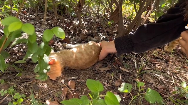 这就是家长口中“睡得跟个死猪一样把你偷走了都不知道”的状态吗