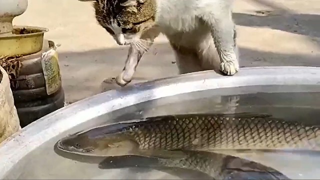 鱼：你除了弄我一脸吐沫还能干嘛