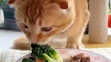 猫咪界的异食癖