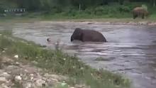 小象 有爱心  看见人被冲走 还跑步去救