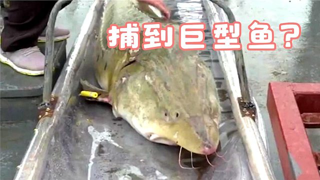黑龙江渔民捕到巨型稀有鱼类，重达千斤，专家看到脸色都变了