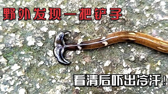 男子在野外发现了一把银铲子，近距离观察后，只感后背发凉！
