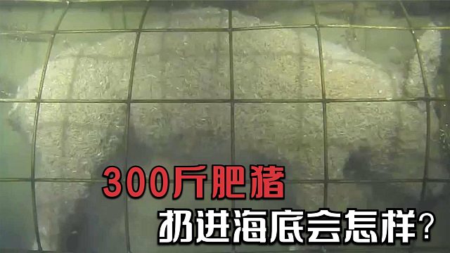 科学家将300斤猪扔进海底，进行观察，猪的下场让人背脊发凉！