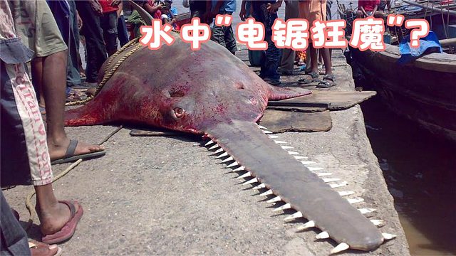 这种水中的“电锯狂魔”，头顶利刃，能轻松将猎物搅成“肉酱”！