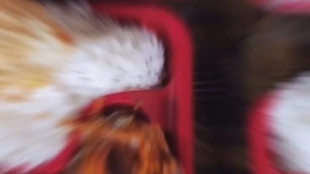 我发布了一个新视频，快来围观吧！