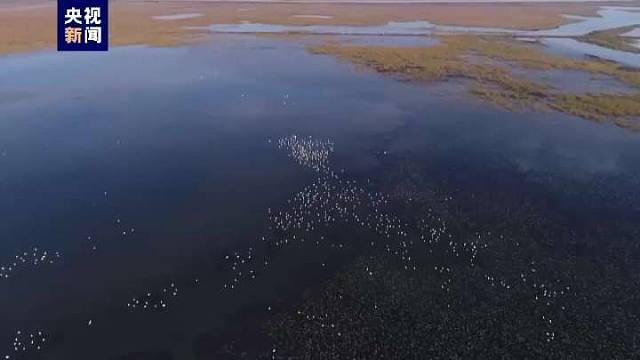 湿地“声音纪录片”来了！这些湿地水鸟你都认得吗？