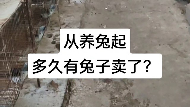 这95后养户，养了一个月讲辛苦不想养了，后给他鼓励坚持五个月终于有兔兔卖了，感谢我今晚讲请我吃饭