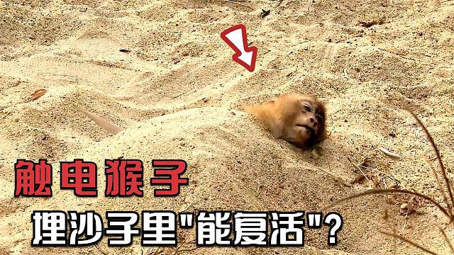 猴子触电后，将其埋在沙子里便能“复活”，这是什么原理？