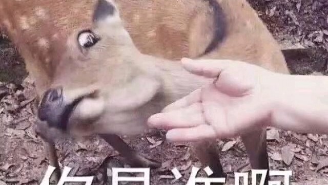 鹿鹿那么可爱～