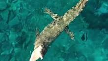 湾鳄会害怕鲨鱼吗？#海洋生物 #动物世界 #难得一见