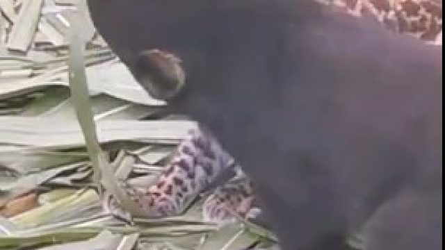 本是好朋友的小熊和小猫，以为饲养员偏养，闹掰了