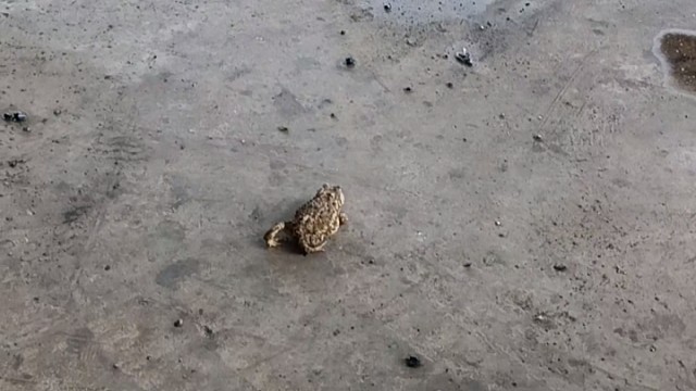 癞蛤蟆想吃天鹅肉