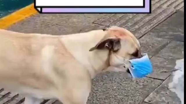 狗子成