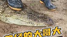 尊严何在的真实写照：曾经的大哥大，如今被踩脚下#鳄鱼 #鳄鱼养殖场 #鳄珍