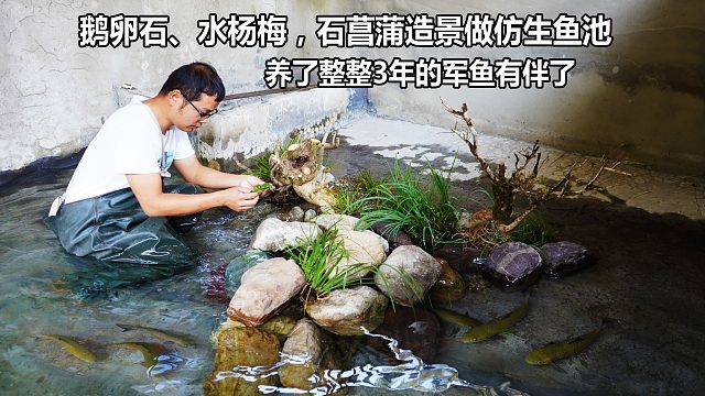 养了3年的军鱼不长肉，耗时3天改造废池造景，给鱼做个超大原生缸