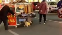小狗狗帮主人奋力拉车，为了这个家也是拼了，网友：万物皆有灵性