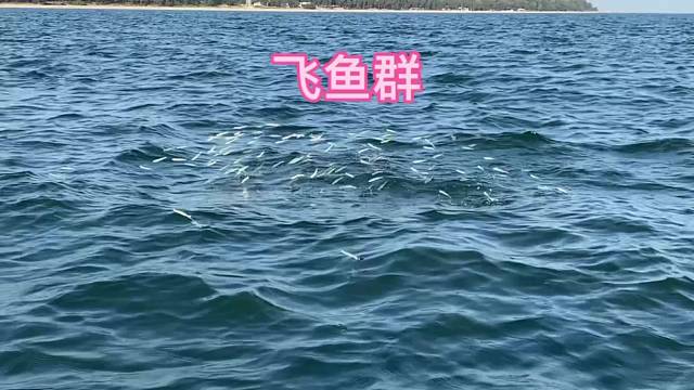 厌倦了城市的喧嚣，多体验一下慢节奏的生活#赶海#捕鱼捉虾