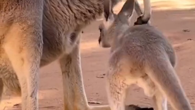 妈妈的口袋都装不下了