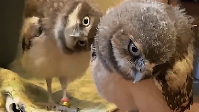 给后面的鸟吃吧 馋的脖子都打结了