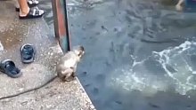 猴子跟人类一起玩跳水