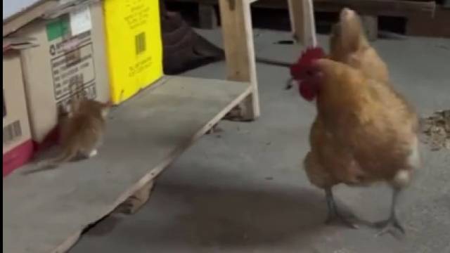 小猫饿了一晚上，急死鸡妈了，又是叼虫子又是叼菜叶。她的叫声就是呼唤孩子的声音。