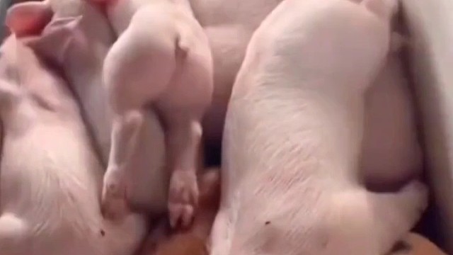 小猪猪