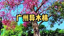 这一棵树撑起了广州的整个秋天。最佳观赏期——地址：广州白云山脚下麓湖公园.聚芳园。大家还知道广州哪里