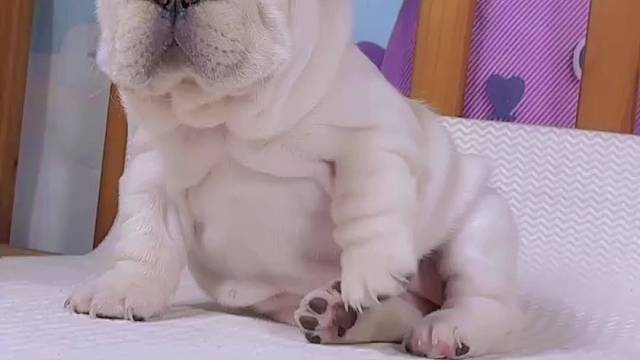 让我们一起谢谢笨蛋细狗吸尘器，刷到全都暴瘦20斤！