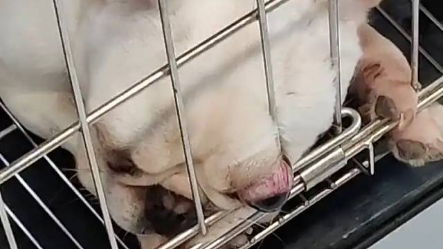 这笼子配置高啊还带监控的