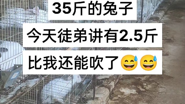 你知道一个月的兔子有多重吗？