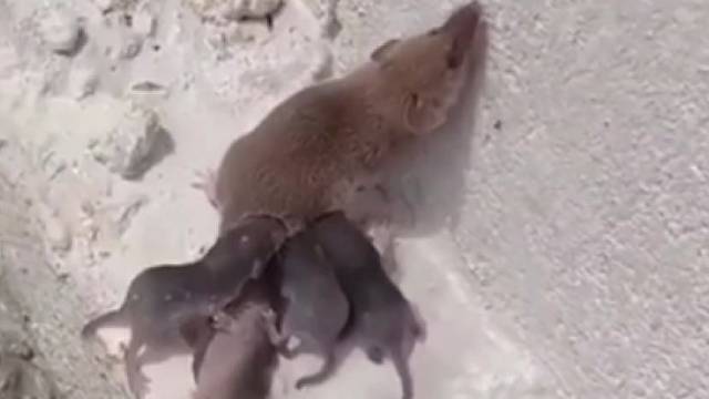 这次不排队了，每个都争当妈妈后面第一位