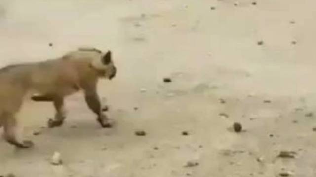 疣猪突破了偷袭，又逃过了潜伏，最终活命