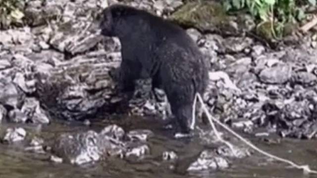 绦虫从熊的掉出来了