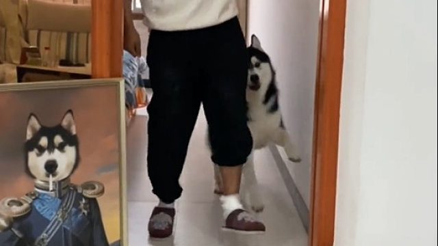 二哈：我学的像不像