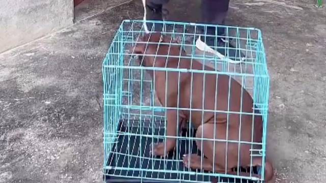 朋友出门让帮忙喂几天狗子……