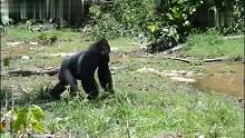 从没见过过条河都这么骚的猩猩