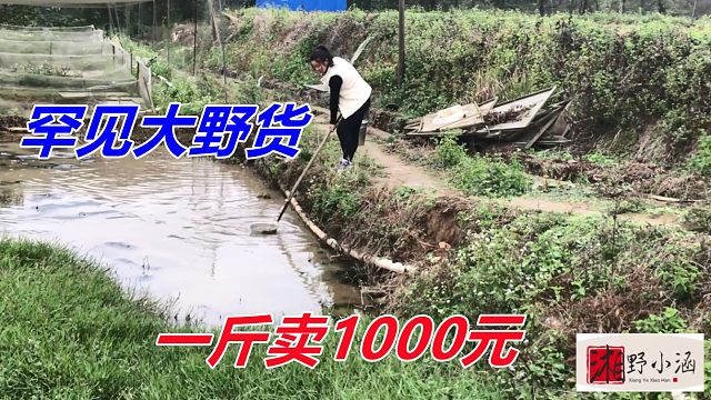野生一斤卖1000，养殖一斤400，随便抓几只赚翻，看我运气如何！