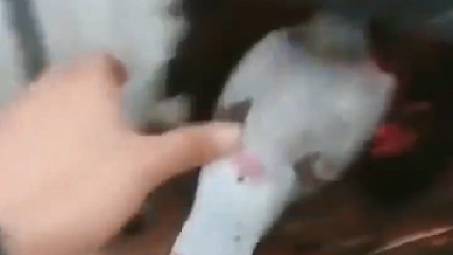 史上脾气最暴躁的鸽子