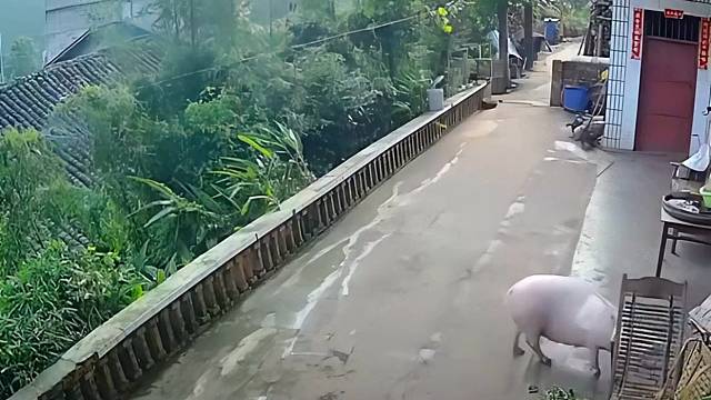 运气真好差点就加餐了