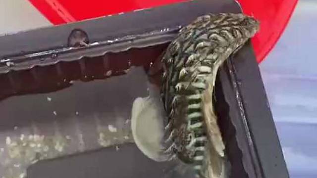 这是什么东西，有没有人指点下