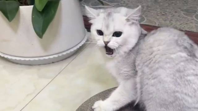 这猫咪全身都是反骨