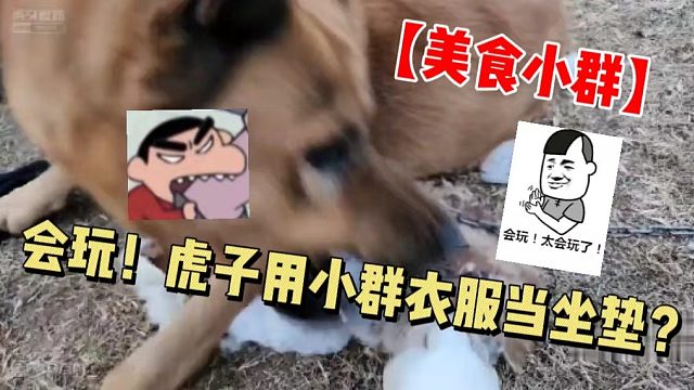 【美食小群】会玩！虎子用小群的衣服当坐垫？