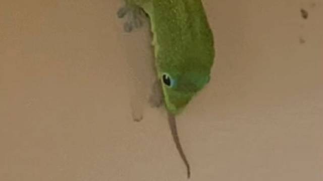 大壁虎吃小壁虎，小壁虎的尾巴逃跑了，身体被吃掉