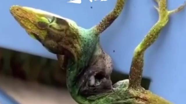 蜥蜴体内蛆在蠕动，蜥蜴还活着