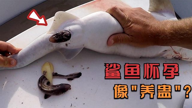 鲨鱼怀孕像“养蛊”，还小鲨鱼在母体内，就会互相残杀！