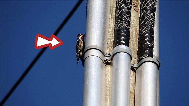 啄木鸟将高压电当树干，“砰”的一声，瞬间被炸得粉身碎骨！