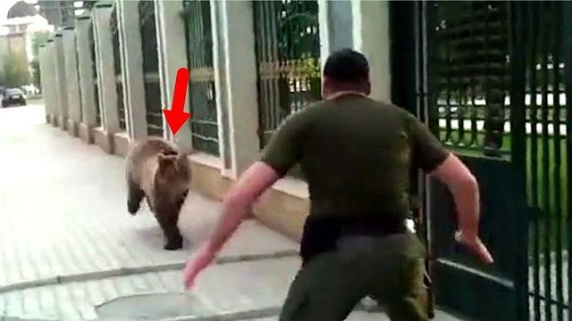 俄罗斯棕熊“越狱”出逃，怎料被猛男一脚干翻，熊：不讲武德！