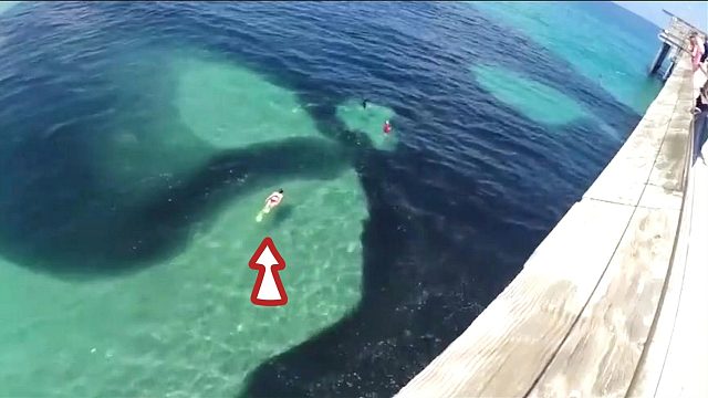 游客在海里游泳，突然一团黑影逼来，游客连忙爬上岸！